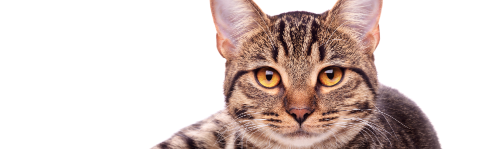 FEHLINGER COMPRIMIDO ORAL               Antiparasitario